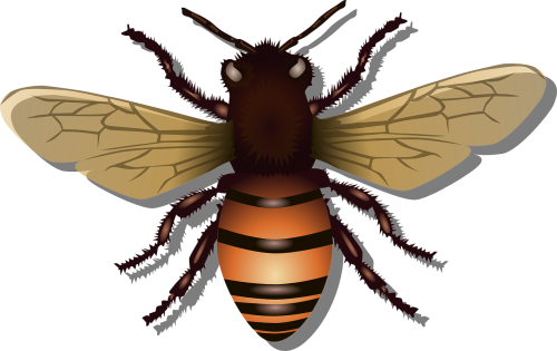 honeybee bee insect