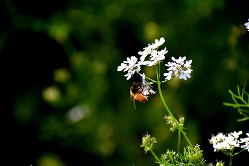 honeybee  nectar  flower