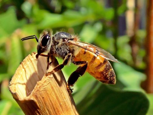 honeybee bee honey
