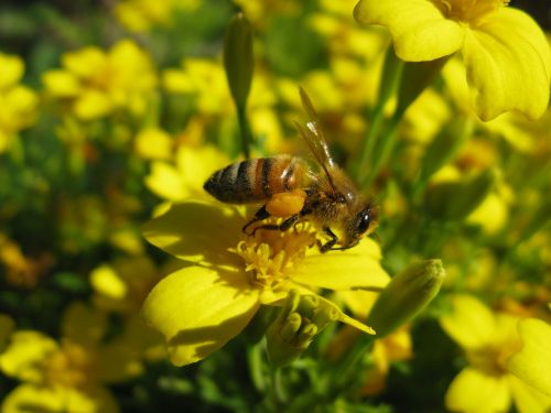 honeybee apis mellifera yellow