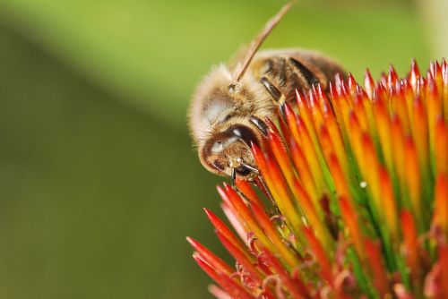 honeybee nectar pollen