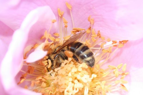 honeybee nectar pollen
