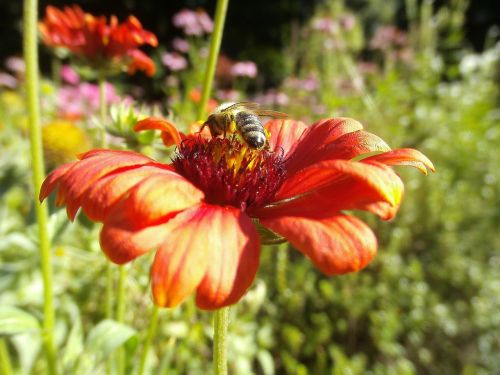 honeybee pollinator insect