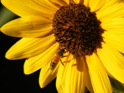 Honeybee On Sunflower