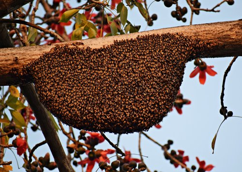 honeybees  beehive  bee