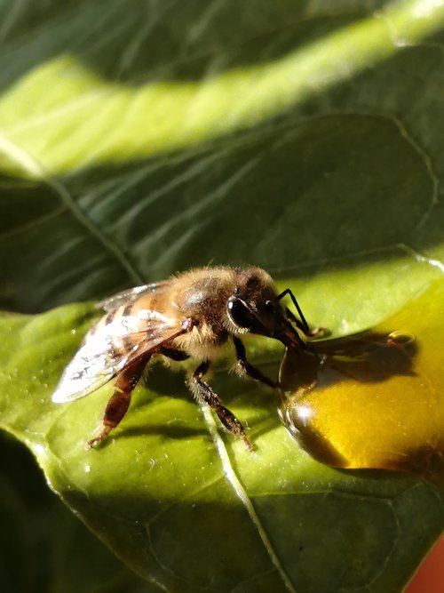 honeybees  hungrybees  bees