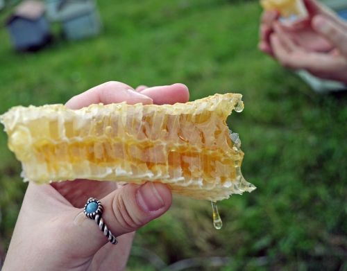 honeycomb honey beekeeping