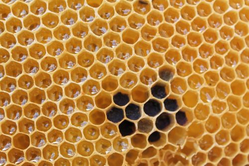 honeycomb honey delicious