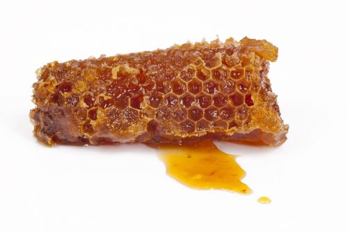 honeycomb honey bee