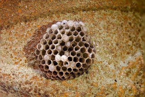 honeycomb wasp-combs the hive