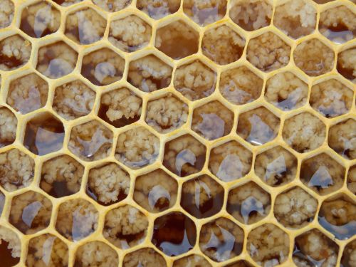 honeycomb bees hexagons