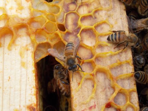 honeycomb bees hexagons