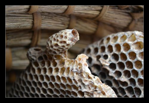 honeycomb bee honey