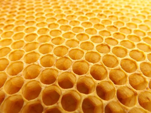 honeycomb beekeeping beehive