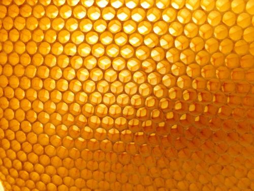 honeycomb beekeeping beehive