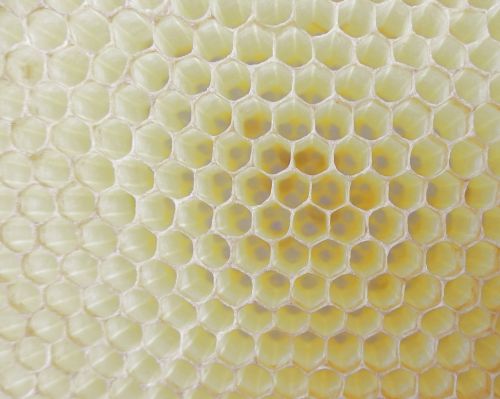 honeycomb work bee cell