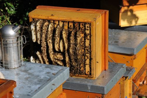 honeycomb illegal building honey