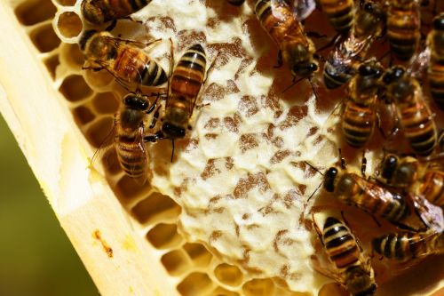 honeycombes bees honey