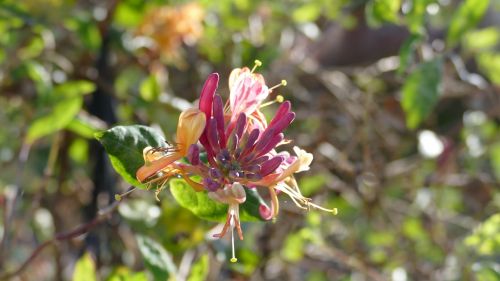 honeysuckle flower red