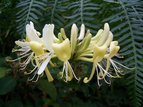 honeysuckle lonicera plant