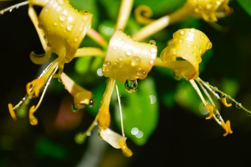 honeysuckle flower yellow