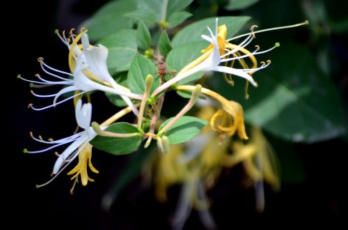 Honeysuckle