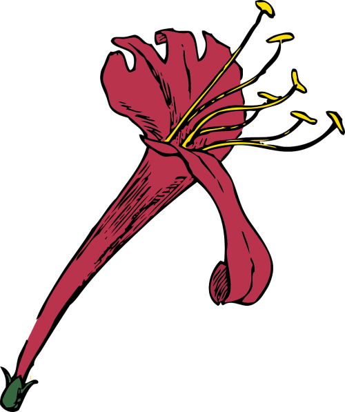 honeysuckle blossom flower