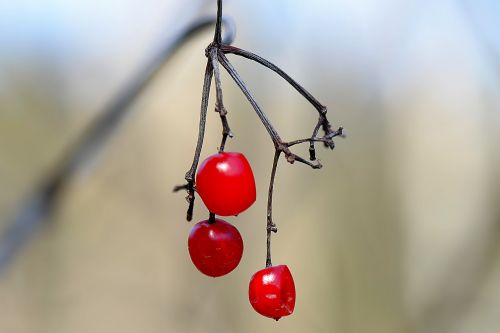 honeysuckle autumn shrub plant