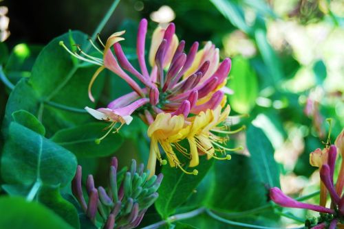 honeysuckle flowers intense color