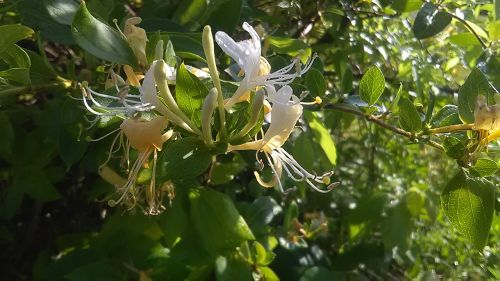 honeysuckle nature spring