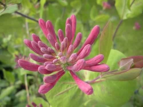 honeysuckle pink macro