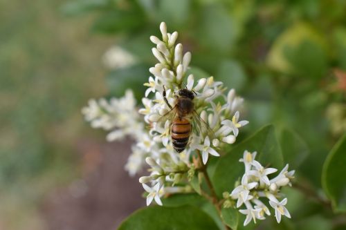 honeysuckle bee honeybee