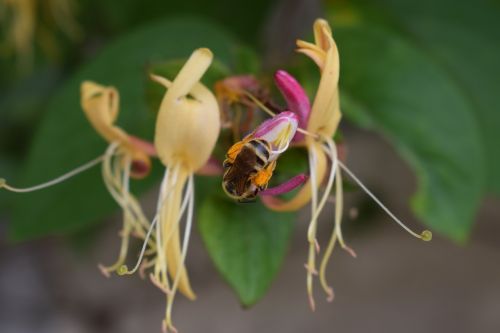 honeysuckle bee plant