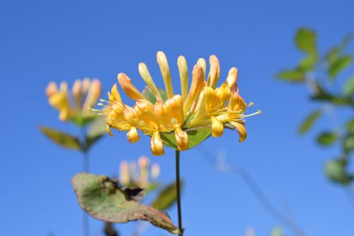 honeysuckle flower sky