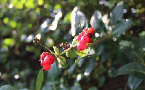 honeysuckle red berries