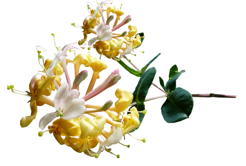honeysuckle yellow flower