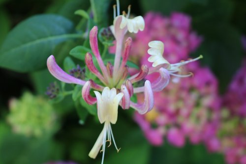 honeysuckle  flower  plant