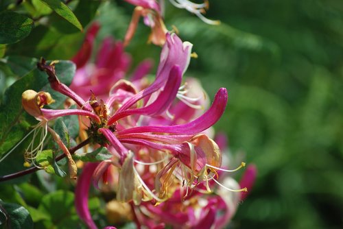 honeysuckle  flower  nature