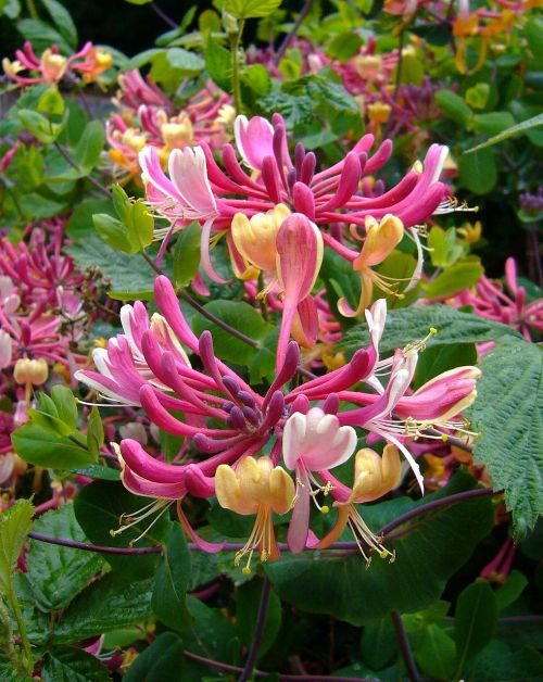 honeysuckle shrub flowers