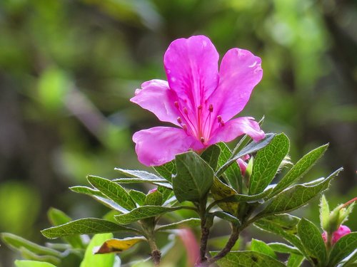 hong kong  rhododendron  plant