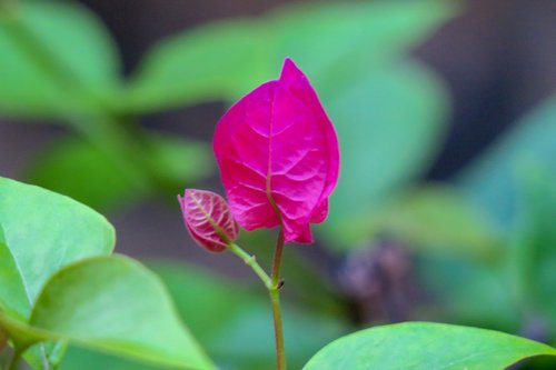 hong kong  plant  petal