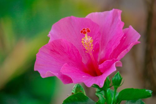 hong kong  hibiscus  plant