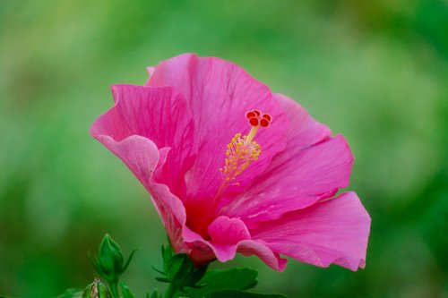 hong kong  hibiscus  plant