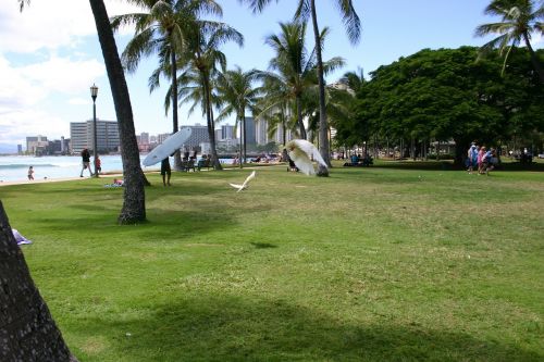 honolulu beach hawaii