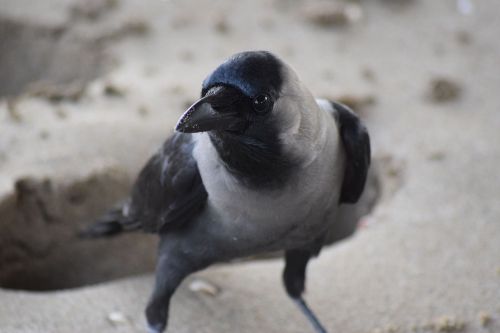 hooded crow oman