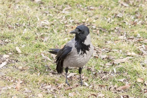 hooded crow  crow  bird