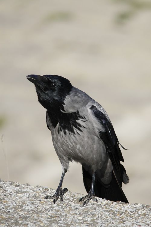 hooded crow crow bird