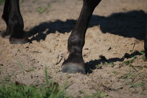 hoof galop the horse