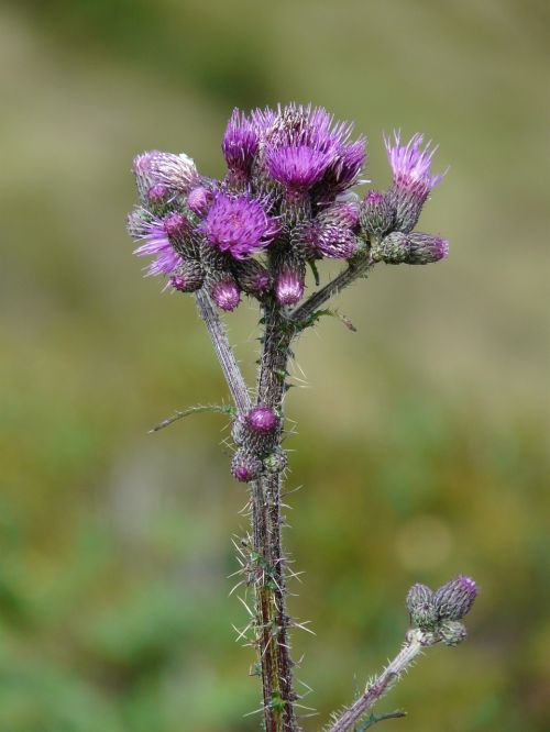 hook and ring thistle hook and thistle mountain thistle