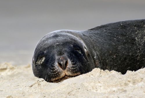 hookers sea lion sand close up